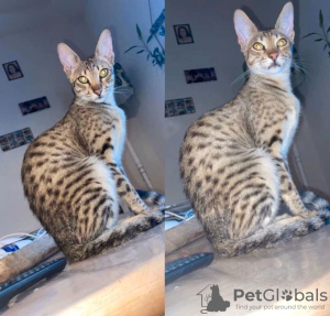 Photo №1. savannah cat - for sale in the city of Perth | 2600$ | Announcement № 23464