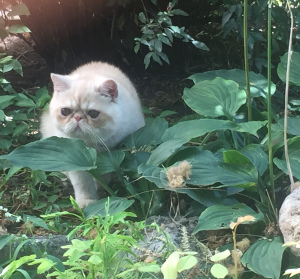 Photo №1. exotic shorthair - for sale in the city of Sevastopol | 301$ | Announcement № 3382