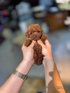 Photo №2 to announcement № 175583 for the sale of poodle (toy) - buy in Greece breeder