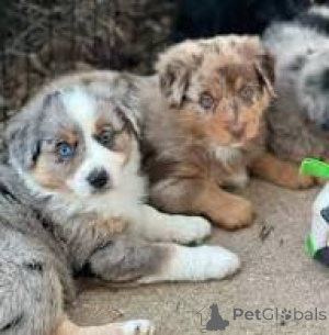 Photo №2 to announcement № 166724 for the sale of australian shepherd - buy in France private announcement, breeder