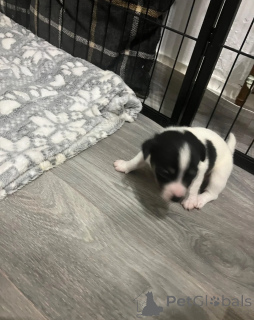 Photo №1. jack russell terrier - for sale in the city of Helsinki | 619$ | Announcement № 172180
