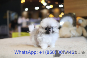 Photo №1. pomeranian - for sale in the city of Cleveland | negotiated | Announcement № 153185