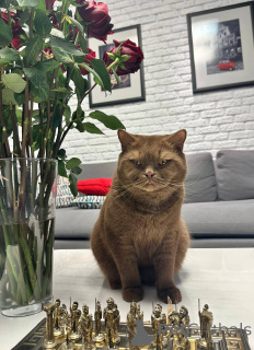 Photo №2 to announcement № 165886 for the sale of british shorthair - buy in Germany breeder