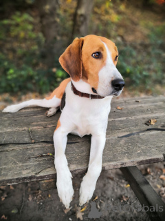 Additional photos: Russian Hound puppies. We're a month and a half old.