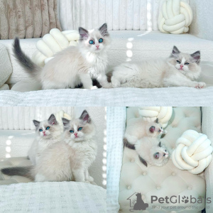 Photo №4. I will sell persian cat in the city of Berlin. private announcement - price - 376$
