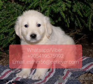 Photo №1. golden retriever - for sale in the city of Degerfors | negotiated | Announcement № 47604