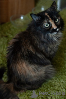 Additional photos: Tricolor Chernichka is looking for a home!