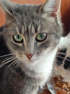 Photo №1.  - for sale in the city of St. Petersburg | Is free | Announcement № 156355