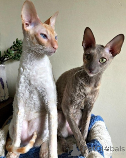 Photo №1. cornish rex - for sale in the city of Oulu | negotiated | Announcement № 136980