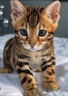 Photo №1. bengal cat - for sale in the city of RrogOZHINë | negotiated | Announcement № 177467