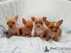 Photo №1. chihuahua - for sale in the city of Антверпен | 317$ | Announcement № 108778