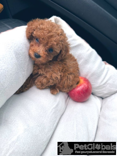 Photo №4. I will sell maltipu in the city of Riga. private announcement, breeder - price - Is free