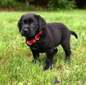 Photo №2 to announcement № 166964 for the sale of labrador retriever - buy in France private announcement, breeder