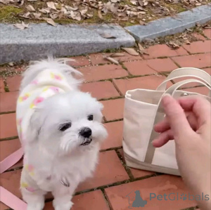 Photo №2 to announcement № 165346 for the sale of maltese dog - buy in Finland private announcement, breeder