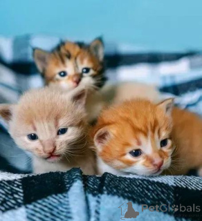 Photo №1. siamese cat - for sale in the city of Helsinki | 300$ | Announcement № 160940