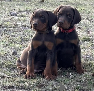 Photo №4. I will sell dobermann in the city of Aiola. breeder - price - negotiated