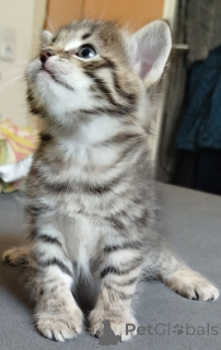 Photo №1.  - for sale in the city of Херцогенаурах | 66$ | Announcement № 139948