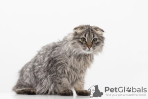 Additional photos: Kitten Manul in good hands