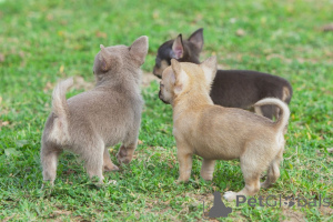 Photo №2 to announcement № 159423 for the sale of chihuahua - buy in Belgium private announcement