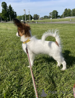 Photo №2 to announcement № 103230 for the sale of papillon dog - buy in Canada from nursery