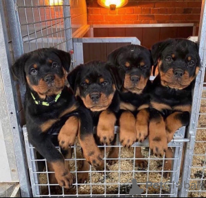 Photo №1. rottweiler - for sale in the city of Амстердам | negotiated | Announcement № 83123