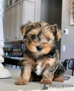 Photo №3. Yorkie Welpen zur Adoption. Germany