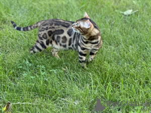 Photo №1. bengal cat - for sale in the city of Birmingham | negotiated | Announcement № 112029