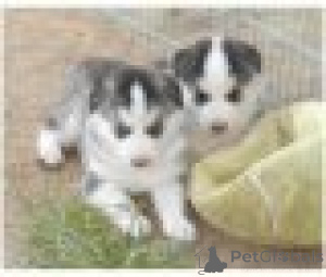 Photo №2 to announcement № 160989 for the sale of siberian husky - buy in Austria private announcement
