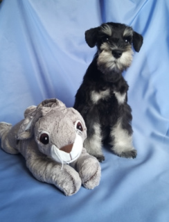 Photo №4. I will sell schnauzer in the city of Minsk. from nursery - price - 543$