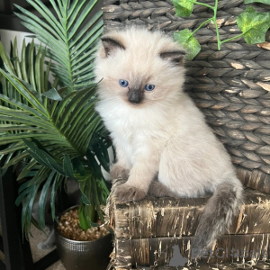 Photo №1. birman - for sale in the city of ZWICAU | 329$ | Announcement № 149186