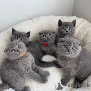 Photo №1. scottish fold - for sale in the city of Cologne | negotiated | Announcement № 168554