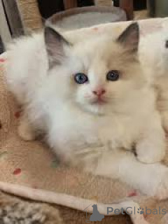 Photo №1. ragdoll - for sale in the city of Helsinki | 516$ | Announcement № 166320