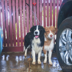 Photo №2 to announcement № 69121 for the sale of border collie - buy in Finland 