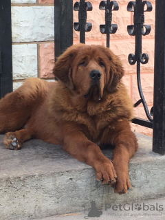 Photo №4. I will sell tibetan mastiff in the city of Novosibirsk. breeder - price - negotiated