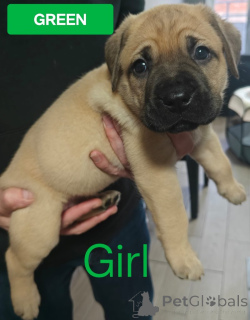 Photo №4. I will sell non-pedigree dogs in the city of Flying. private announcement - price - 800$