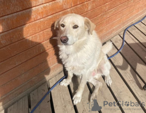 Photo №2 to announcement № 68852 for the sale of non-pedigree dogs - buy in Russian Federation private announcement