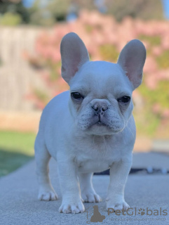 Photo №1. french bulldog - for sale in the city of Porto | negotiated | Announcement № 121754