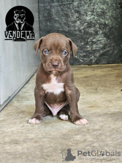 Additional photos: American pit bull terrier puppies