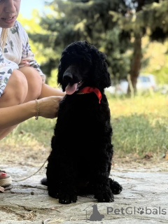 Photo №3. Standard poodle. Serbia