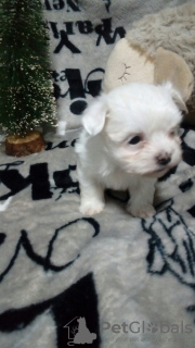 Photo №1. maltese dog - for sale in the city of Belgrade | negotiated | Announcement № 11569
