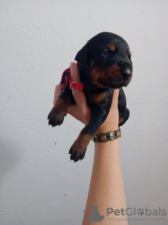 Photo №2 to announcement № 93669 for the sale of dobermann - buy in Serbia breeder