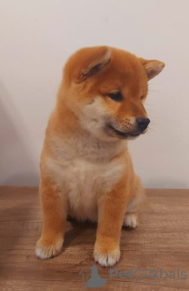 Photo №2 to announcement № 54528 for the sale of shiba inu - buy in Serbia breeder