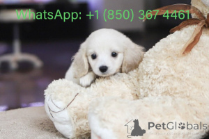 Photo №3. Dean Janet Kay puppies house. United States