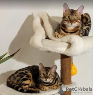 Additional photos: Bengal kittens for sale