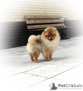Photo №4. I will sell pomeranian in the city of Minsk. breeder - price - 340$