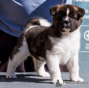 Photo №3. American Akita puppy. Serbia