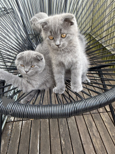 Photo №2 to announcement № 174071 for the sale of scottish fold - buy in Germany private announcement