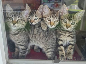 Photo №1. european shorthair - for sale in the city of Krakow | 310$ | Announcement № 173293