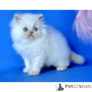 Photo №1. persian cat - for sale in the city of Chesterfield | 361$ | Announcement № 174388