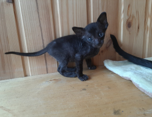 Photo №1. oriental shorthair - for sale in the city of Kazan | 473$ | Announcement № 6280